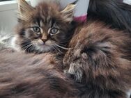 Maine Coon/Norwegische Waldkatze Mix Kitten - Tröbitz