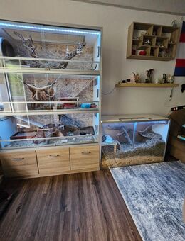 5 Degus mit großen Käfig abzugeben - Berlin