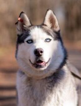 JOKER - Charmant und klug - Augsburg