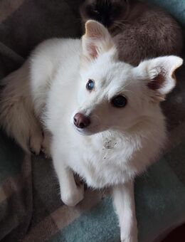 Aysi sucht ihr liebevolles Zuhause - Finning