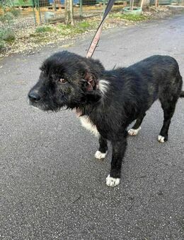 SMOKIE - ich bin gespannt wie das so ist - Overath