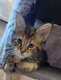 Nur noch 1 xxl maine coon kitten weibchen - Bad Kissingen