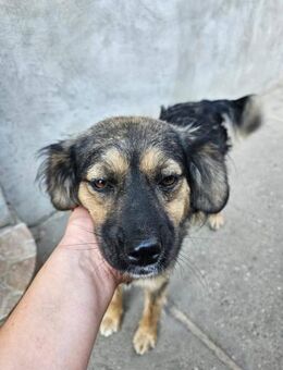 Coke, 2 Jahre, freundlich und lieb - Bochum