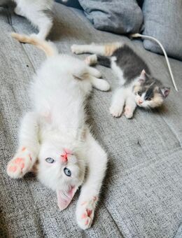 Bkh- Perser Kitten - Herne