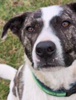 Schenkst du dem tollen Nuca dein Herz? - München