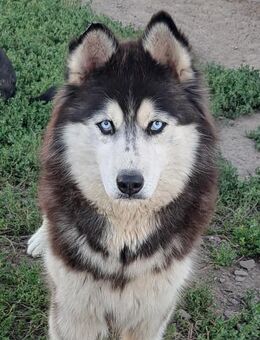 Kiara sucht ihre Menschen - Weilheim (Oberbayern)