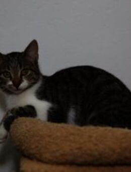 Katzenkind SUKI sucht ihr Zuhause! - Berlin