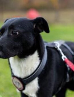 Elegante Dame Liva - München