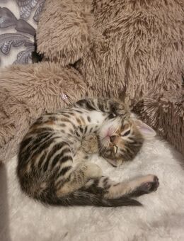 Bengal Kater Kitten - Cuxhaven
