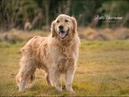 Cooper, Golden Retriever, 6,5 Jahre - Wegberg