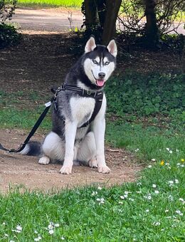 Sibirian Malamut Husky Männchen ( grau/schwarz weiß ) - Trier