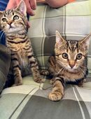 Kleine Kätzchen suchen liebevolles Zuhause in 86643