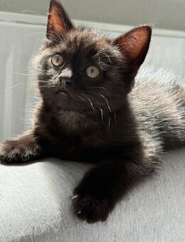 BKH Kitten - Berlin