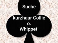 Suche: Kurzhaar Collie o. Whippet - Lingen (Ems)