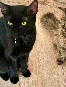 2 süße EKH Katzen suchen ein neues Zuhause - Berlin