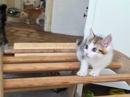 Kitten sucht neues Zuhause Langhaarkatze - Bretzenheim