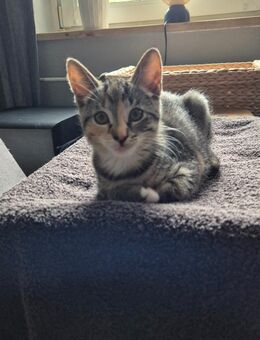 Katzenbaby weiblich sucht ab sofort ein neues Zuhause - Hamburg Wandsbek