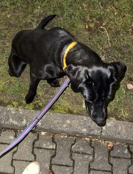 Labrador rüde schwarz - Jülich