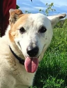 Freundlicher PAJTY sucht Zuhause - Gefrees