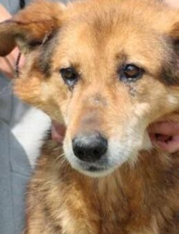 Nanook - verschmust u. sehr lieb - Lohra