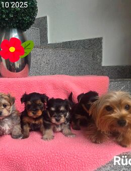 Morkie / Yorkshire Malteser welpen/ Chip - Simbach