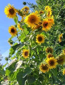 Samen Extra große Sonnenblumen Sonnenblume Einfache Riesen Sonnen Sonnenblumensamen Saatgut sehr große Blume viele Blüten Saatgut Gartengestaltung flower garden Geschenk Biene Saat SWR Blumenwiese - Pfedelbach