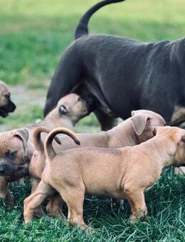 🐾 Wunderschöne American Bully Pocket/Classic Welpen suchen ein liebevolles Zuhause 🐾 - Lauchhammer Zentrum