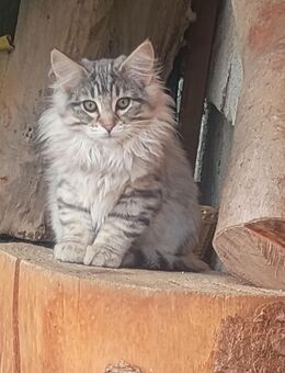 Norwegische Waldkatze Kitten abzugeben! - Frauenstein Zentrum