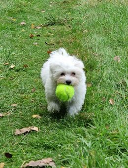 Malteser namens Arush sucht zuhause - Marl (Nordrhein-Westfalen)