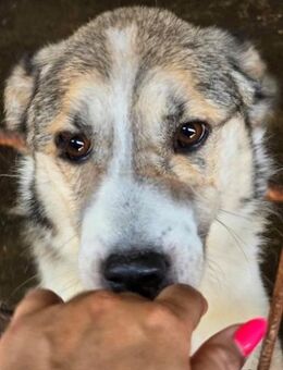 Charly(2), freundlich und neugierig - Bonndorf (Schwarzwald)