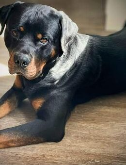 Spike - der Schmusebär - Löwenberger Land