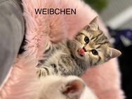 Traumhaft schönen BKH-Kitten haben das Licht der Welt entdeckt am 19.09.2024. - Hamburg