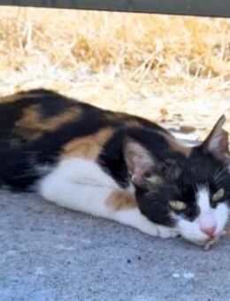 Junge Katze mit Charakter .... Mia - Karlsruhe