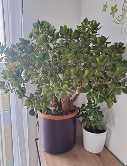 Zimmerblüme in Topf - Forchheim Zentrum