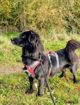 Tobi - kleiner Hund mit großem Herz - Neuberg