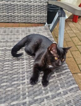 Katzenkinder, Katzenbabys, Babykatze - Gosen-Neu Zittau