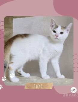 Kätzchen Faye packt gern ihren Koffer - Lalendorf