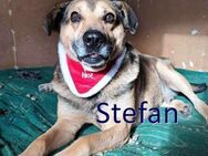 STEFAN ❤ sucht Zuhause oder Pflegestelle - Langenhagen