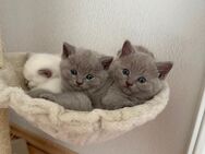 3 Graue BKH Kitten zu verkaufen - Wöllstein