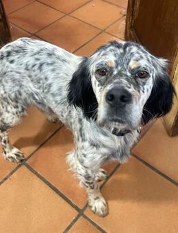 CHLOÉ -zauberhafte English-Setter-Hündin - Kempen