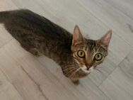 Katze 1,5 Jahre alt sucht ein neues Zuhause - Kroppach