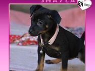 ❤ SHAYLA ❤ - KLEINES HERZCHEN SUCHT... - Alfeld (Leine)