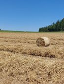 Verkaufe Stroh in 72393