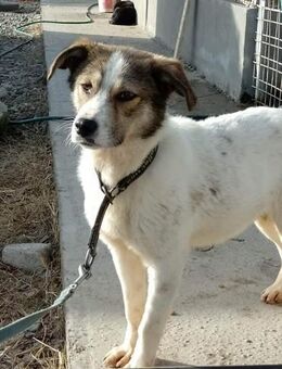 Lela von Kettenlos - Bollingstedt