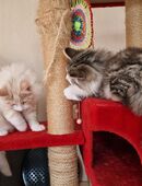 Norwegische Waldkatze, Kater abzugeben! in 09623