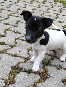 Jack Russell Welpen in gute Hände abzugeben - Röckingen