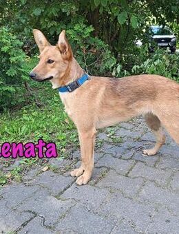 Renata sucht ihre Familie 1/25 RU - Ruppertsecken