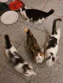 Vier liebevolle Kätzchen in 86807