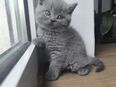 BKH Kitten in 57223
