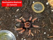 Vogelspinnen Brachypelma Boehmei / Pterinopelma sazimai/ Lasidora Parahybana/ Grammostola Pulchripes - Taufkirchen (Vils)